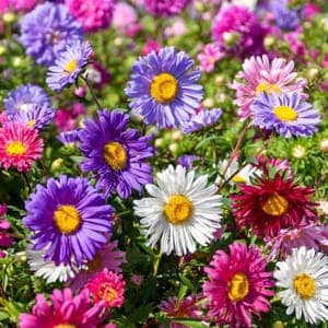 Plant de Reine Marguerite