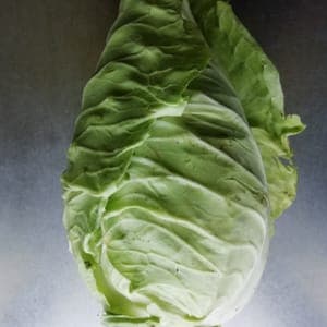 chou blanc pointu