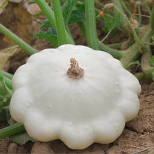 Plant de Courge 'Pâtisson blanc' (godet rose/violet)