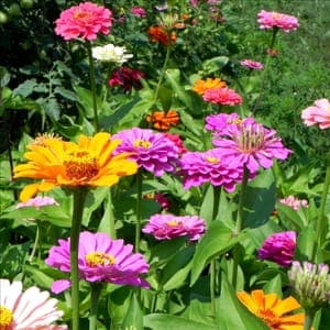 Plant de Zinnia - annuelle