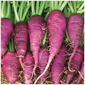 Radis bleu d automne