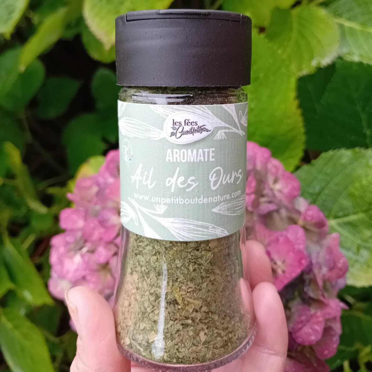 Aromates à l'ail des ours