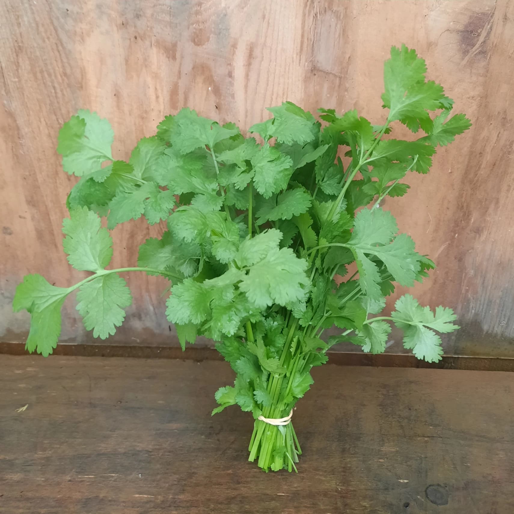 Aromatique : Coriandre en bouquet