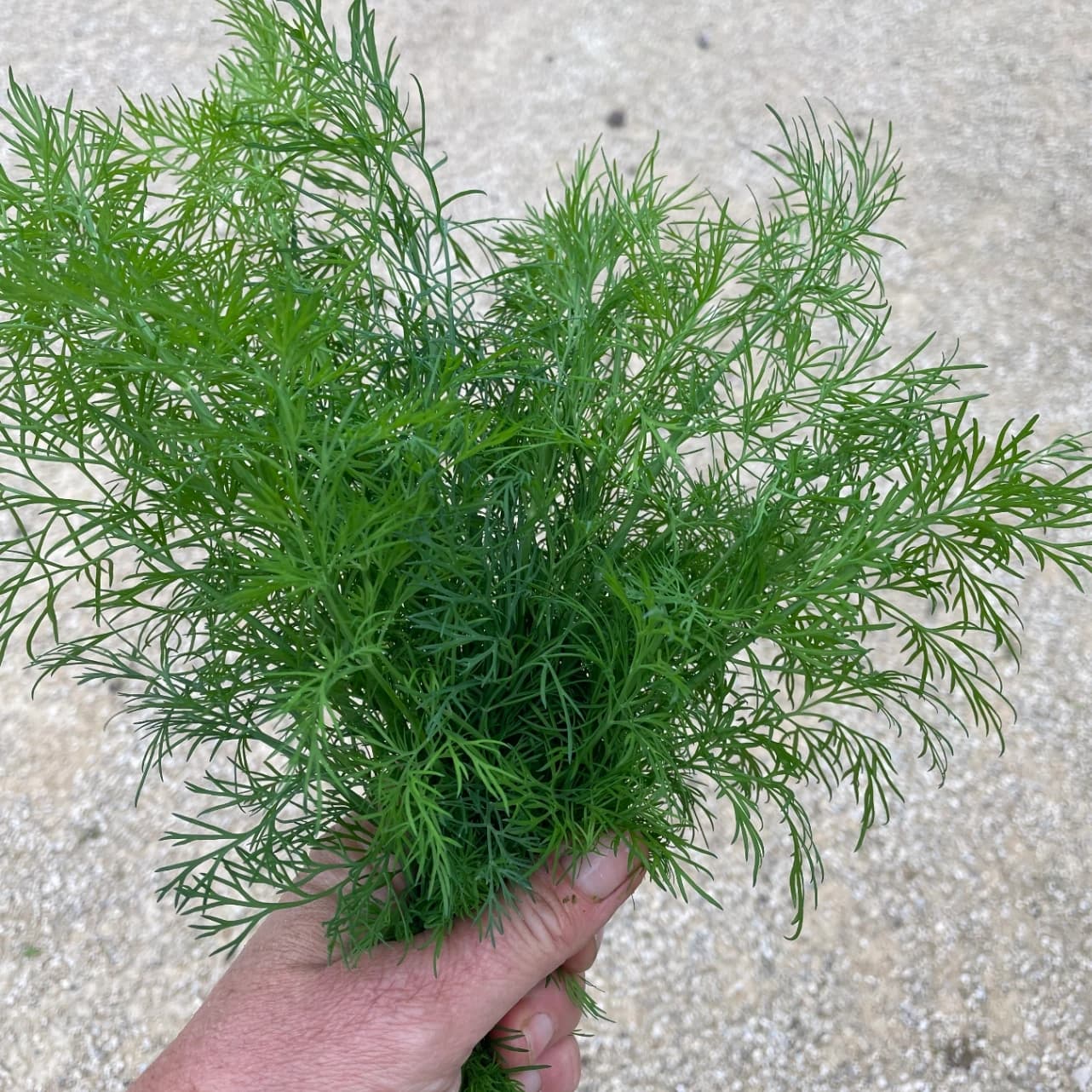 Aromatiques-Bouquet d'aneth 