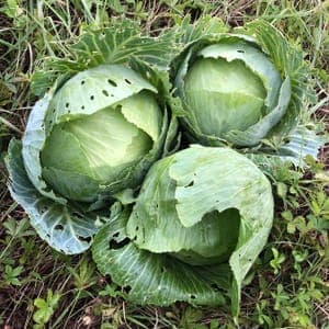 Chou cabus blanc