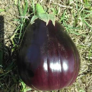 Aubergine