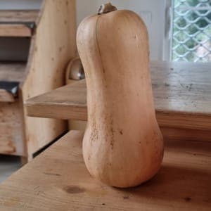 Butternut