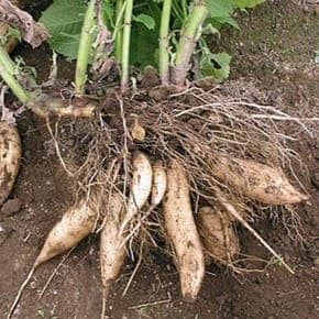 Plant de légume vivace - POIRE DE TERRE (YACON)