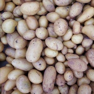 Pomme de terre grenaille