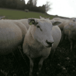 Bergerie la Courte Botte #4