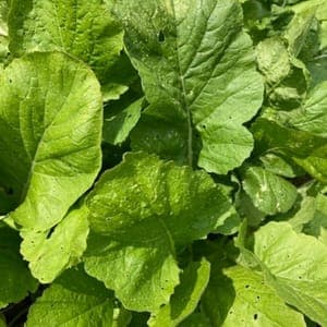 Botte de feuilles de navet bio