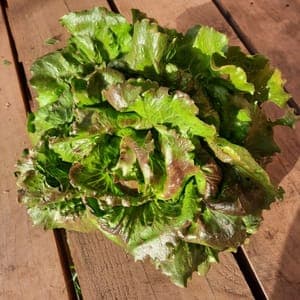 Salade batavia Carmen