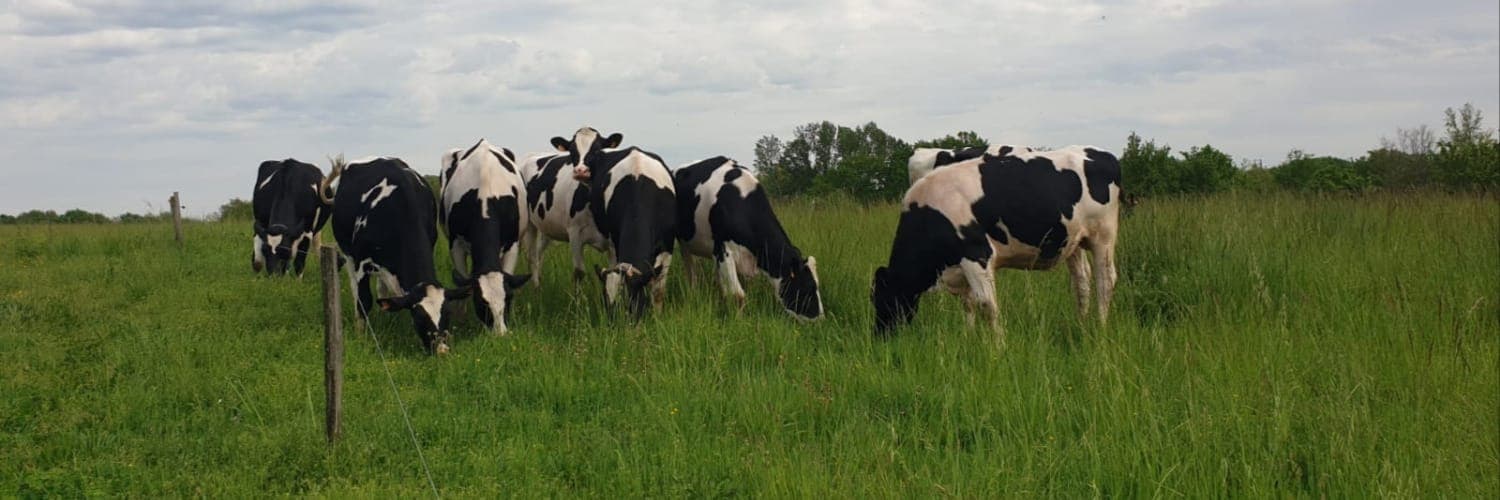 Bannière de La ferme Borio blanco