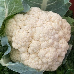 Choux fleurs