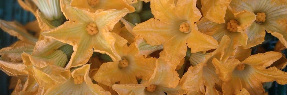 Bannière de EI Lo Choàs