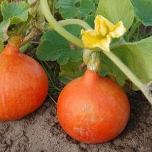 Plant de Courge 'Potimarron Uchiki Kuri' (étiquette orange)