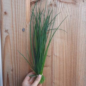 Aromatique : Ciboulette en bouquet