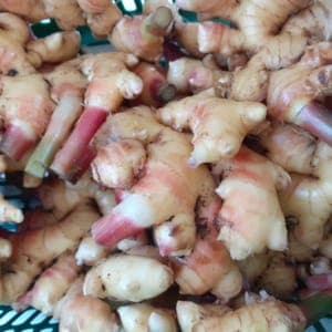 Gingembre frais SOLOBIO