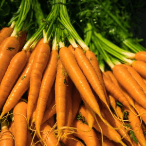 Botte carottes bio