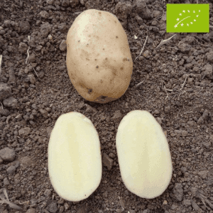 Pommes de terre 'Cephora'