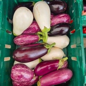 Aubergine 