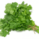 Coriandre