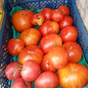 Tomates à coulis