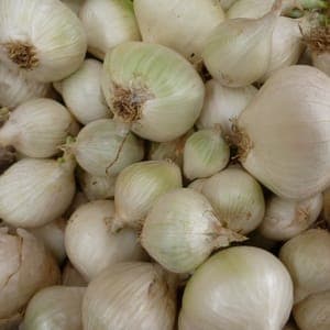 Oignon Blanc