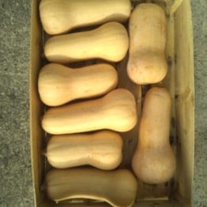 Butternut en cagette de 10 Kg
