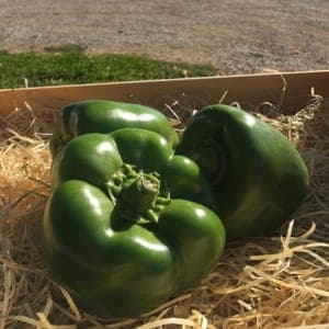 POIVRONS VERT (600 Grammes)