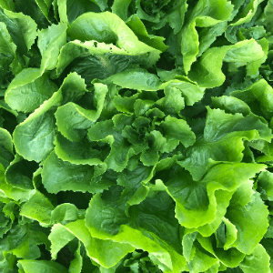 Salade Chicorée Scarole