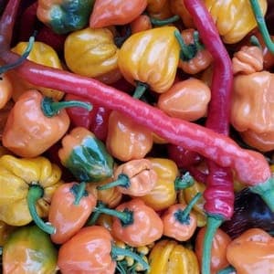 *Piment Fort