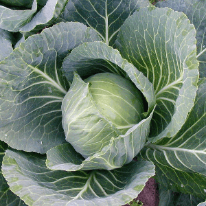 choux pommé vert