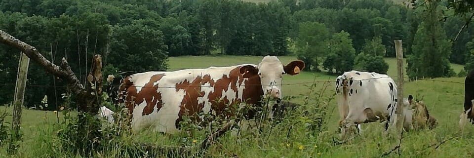 Bannière de LA FERME DU PUY DE L AIGUILLE