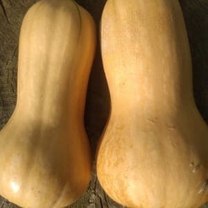 Butternut moyen