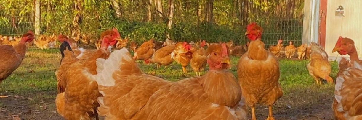 Bannière de EARL MARIE 