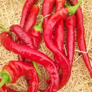 Piment doux des landes