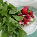 76 - Radis rouge en botte