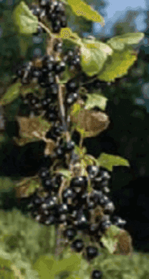 SORBET PLEIN FRUIT CASSIS 516ML