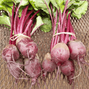 Betterave botte - nouvelle