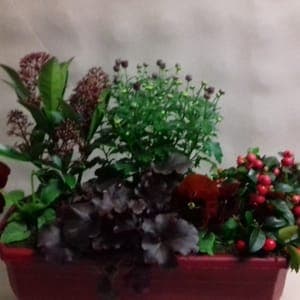 Jardinière 40 cm : 6 plantes