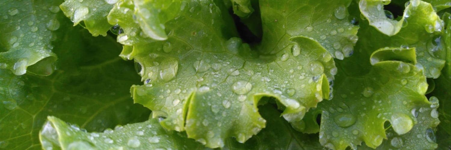 Bannière de Ô Bons Vivres