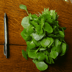 Pourpier d'hiver - Clayton de Cuba