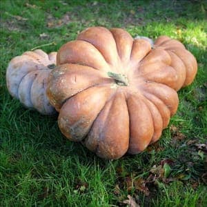 Courge musquée de provence