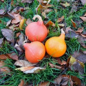 Potimarron mini (3 pièces à farcir ! )