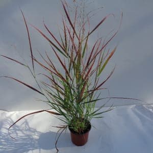 Panicum rouge