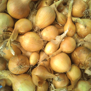 oignon jaune de conservation