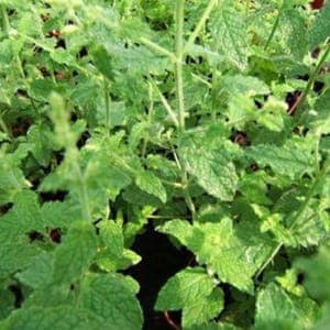 Menthe Fraise