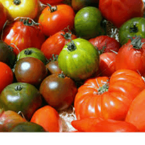 Tomates et Tomates anciennes