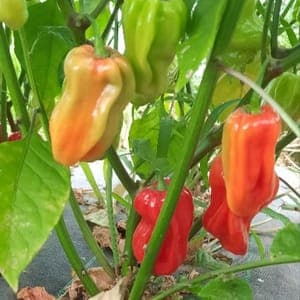 Piments Habanero - Echelle de Scoville 10